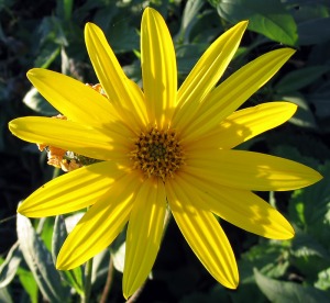topinambur-kvet